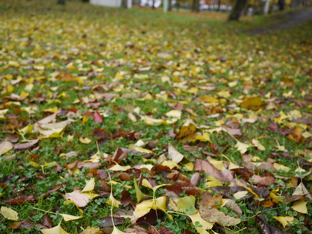 北風のおくりもの