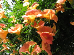 庭に咲く夏の花