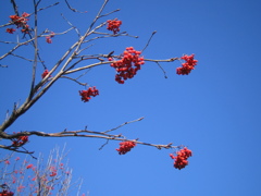 冬の赤い実