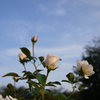 公園のバラ