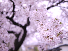 今年の近所の桜
