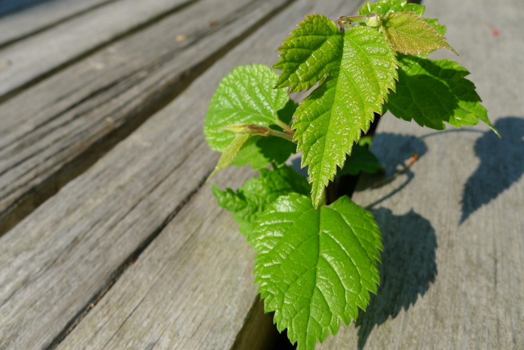 陽の当たる場所へ