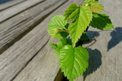 陽の当たる場所へ