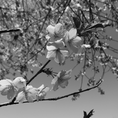 墨色の桜