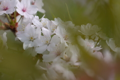 2014　北国も桜色に染まる