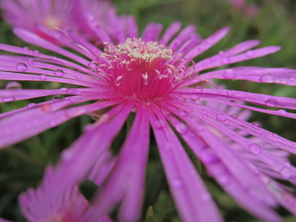 花雫