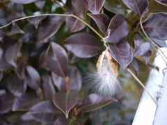 白髭をたくわえた植物