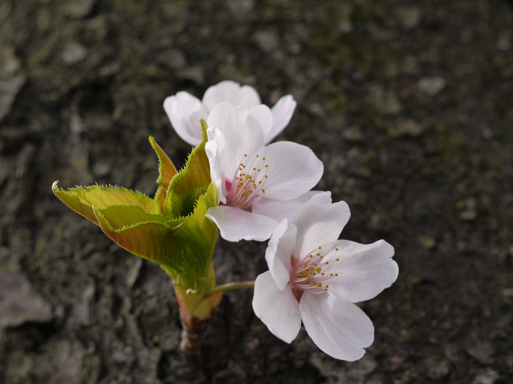 初めての一枚！