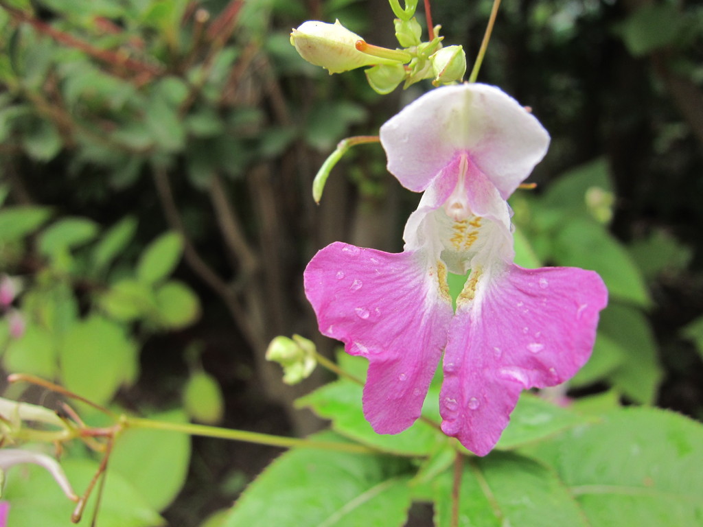 小さな花