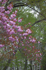 八重桜お目見え