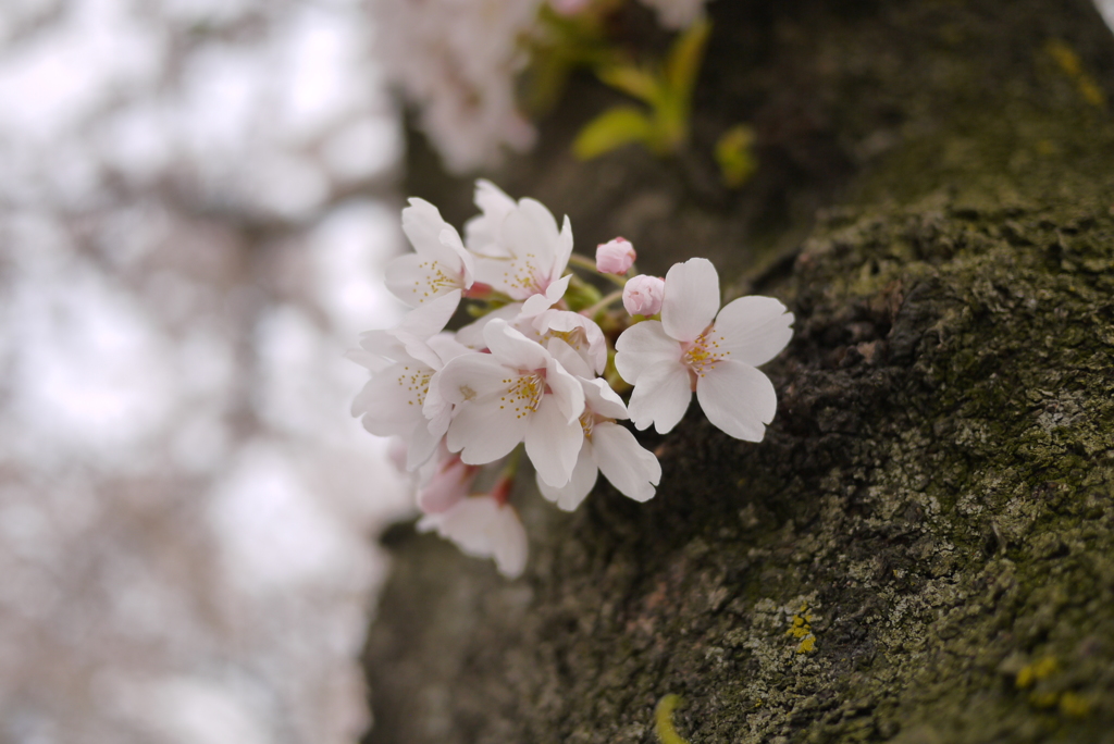 2014　桜Ⅱ