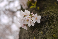 2014　桜Ⅱ