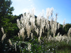 迷ヶ平のすすき