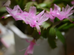 今年も咲いてくれました。