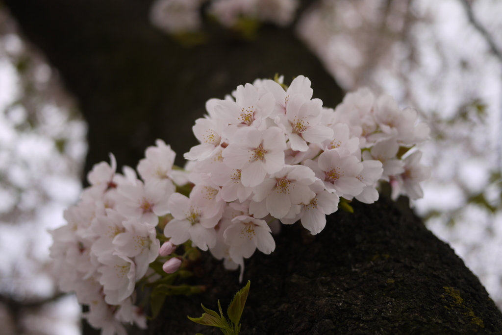 2014　桜Ⅲ