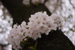 2014　桜Ⅲ
