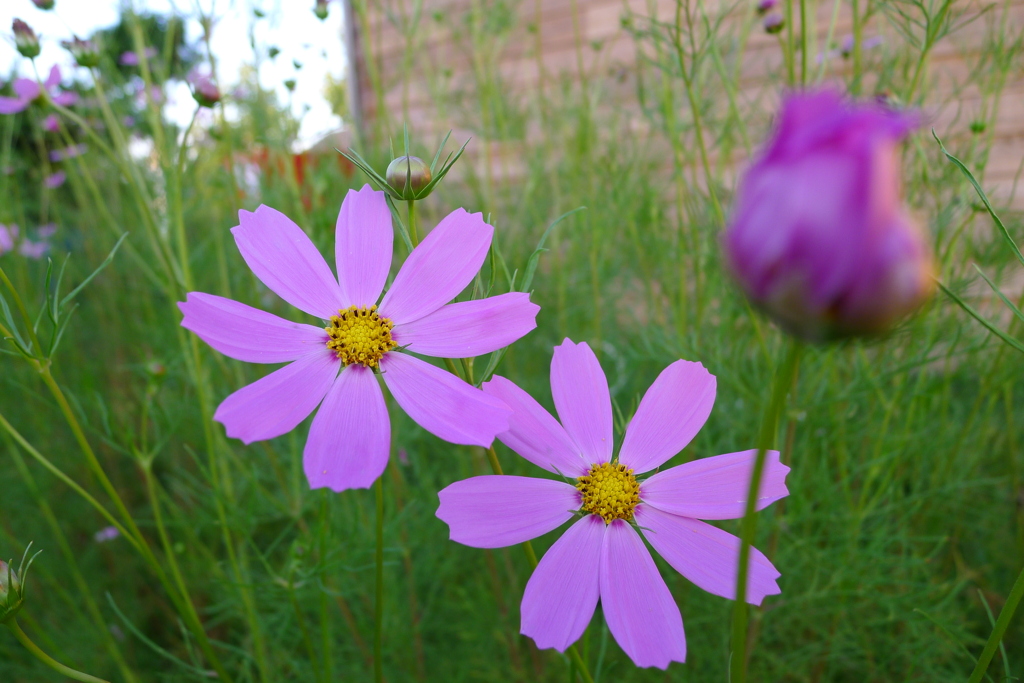 コスモス