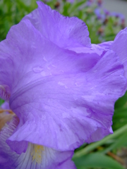 好きな色の花