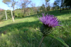 風に揺れるあざみ