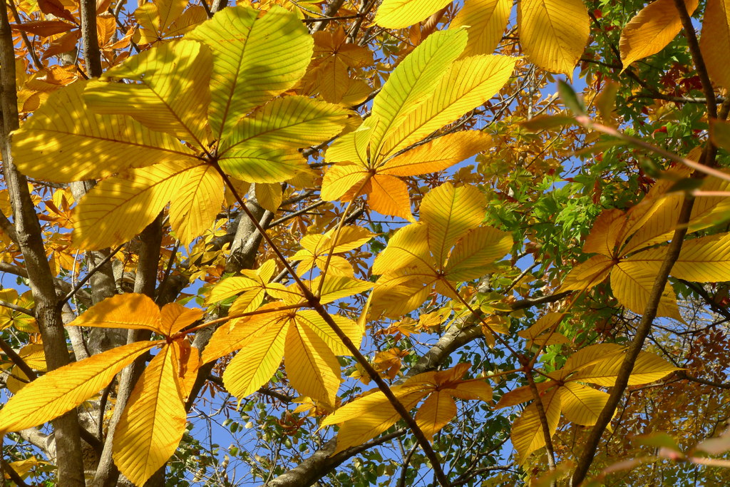 秋色の葉たち