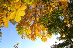 黄色と飛行機雲