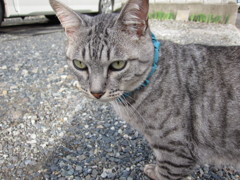 青いリボンの猫