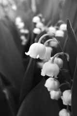 桜のあとは寂しい。