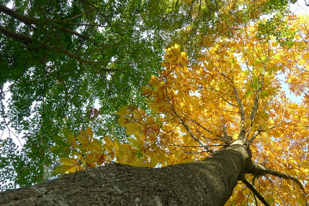 グリーンとイエロー