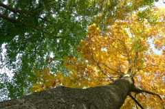 グリーンとイエロー