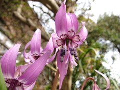 お隣の花壇－Ⅱ