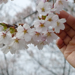2015.04.19　永遠に愛でる日
