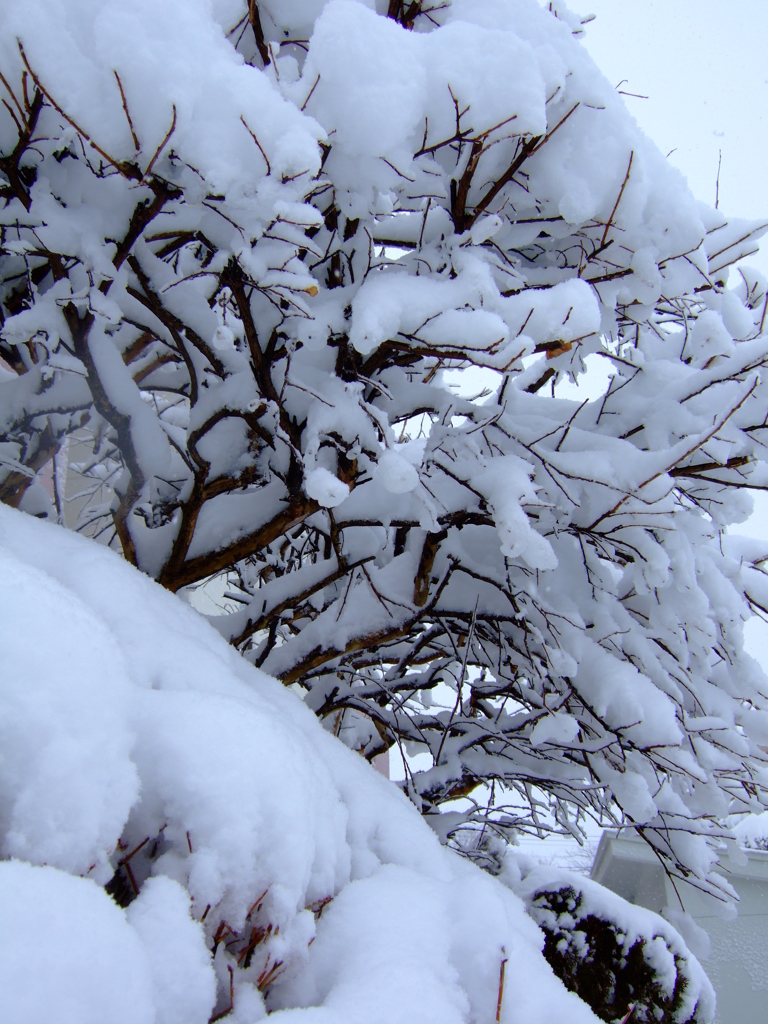雪め！！！