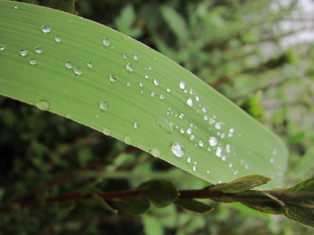 ダイヤの雫