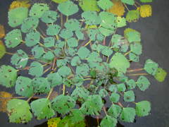 蛙いないかな？