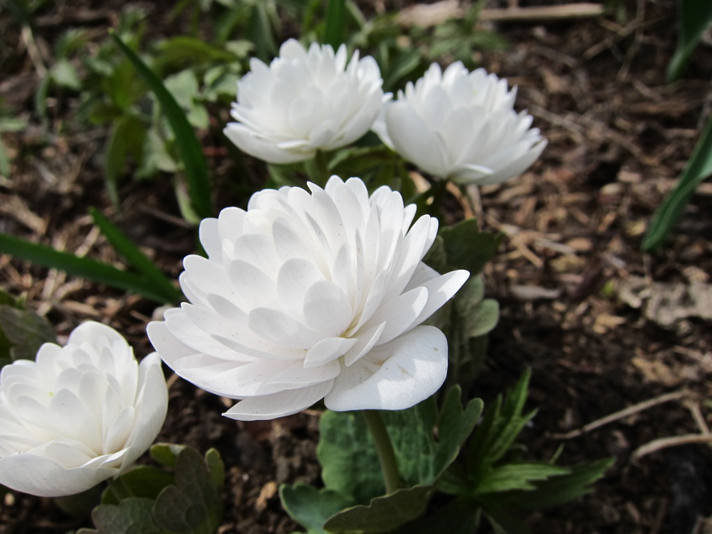 お隣の花壇－Ⅲ