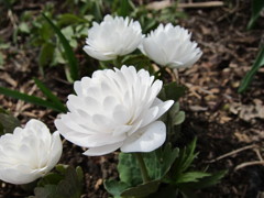 お隣の花壇－Ⅲ