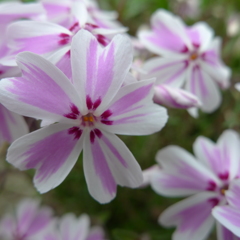 ちっさな花
