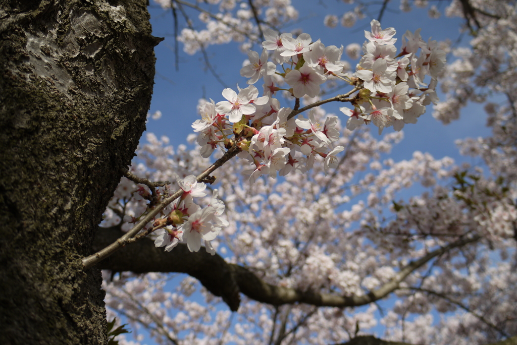 2014　桜Ⅳ