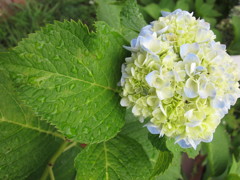 残る涼し花