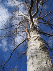 冬の晴れ間に立つ大木