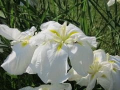 頭隠して尻隠さず