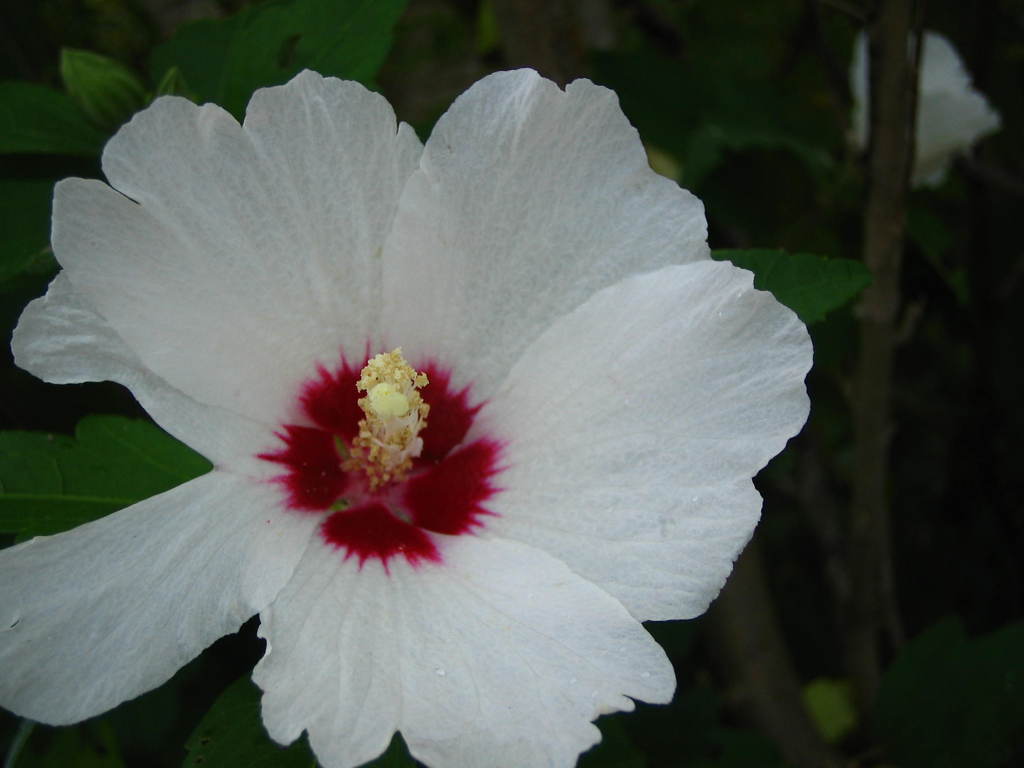 華開く
