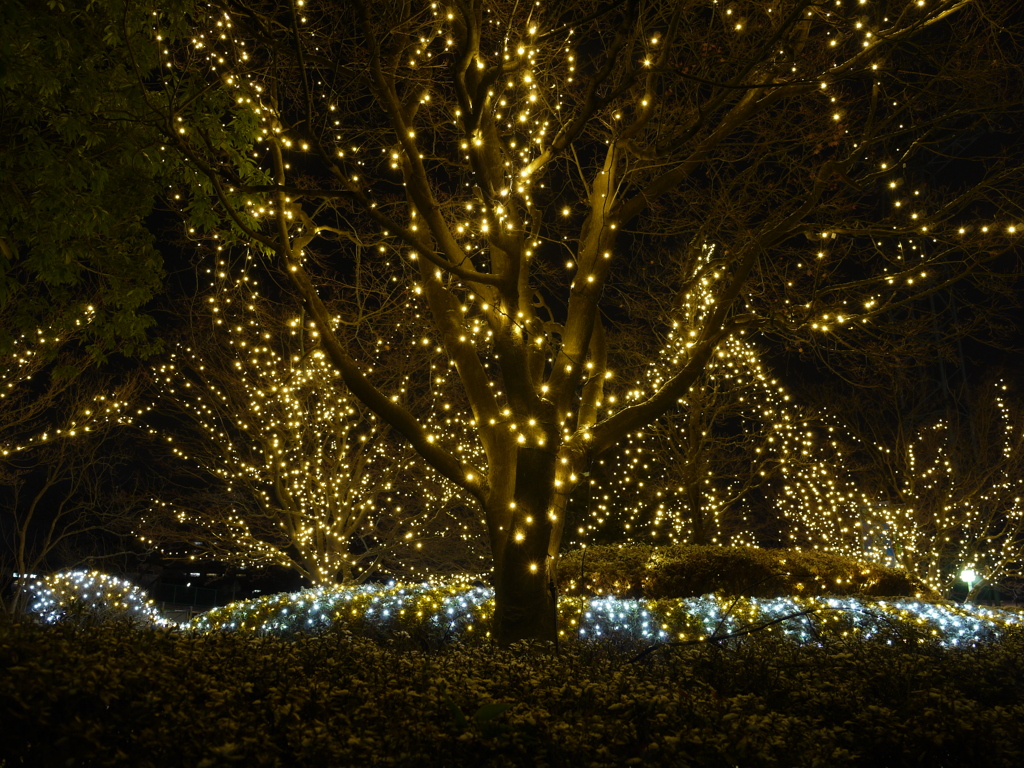 氷都イルミネーション－２