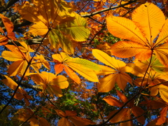 秋だなｱ・・・その2