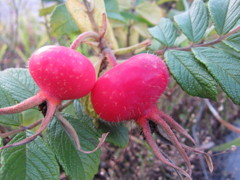 赤カブ？　（ハマナス）