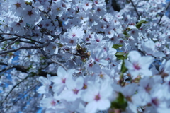 2014　桜Ⅴ　爛漫