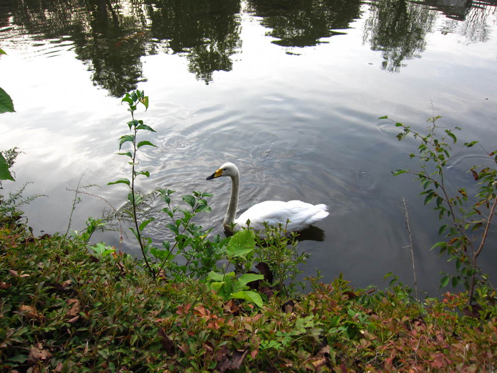 公園の白鳥