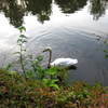 公園の白鳥