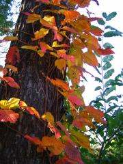 秋だなｱ・・・