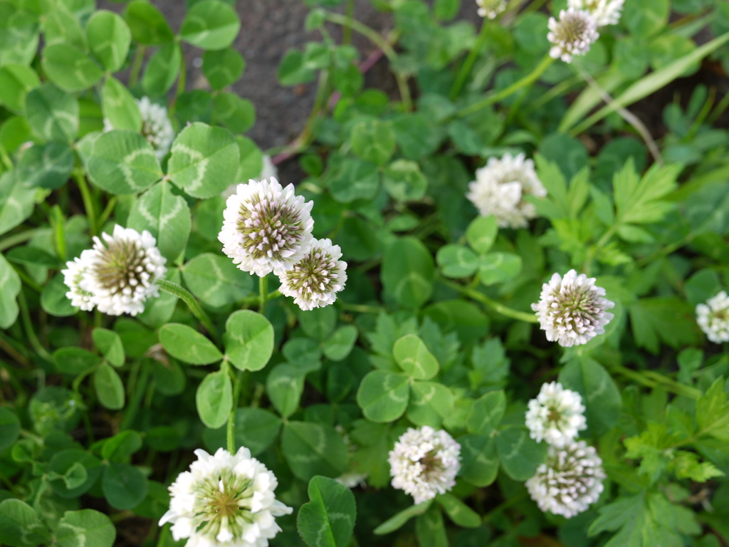 四つ葉あるかな？